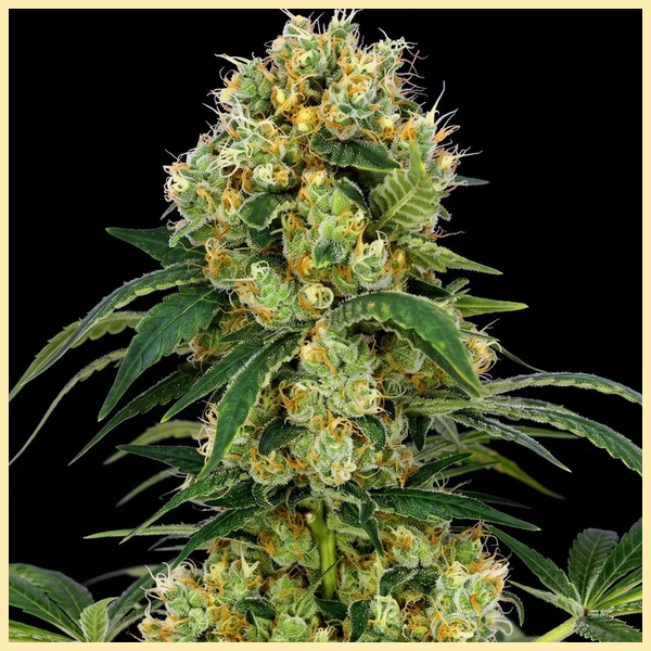 High Yield Mix Pack Weed Seeds additional image 1
