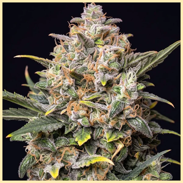 Big Devil Autoflower Seeds additional image 1