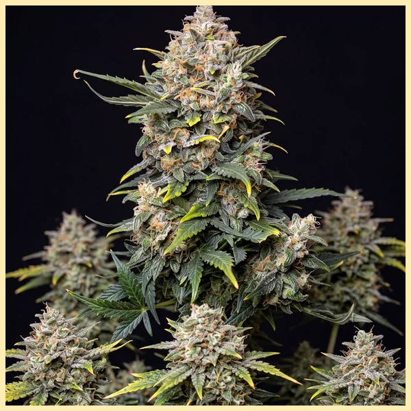 Big Devil Autoflower Seeds featured image