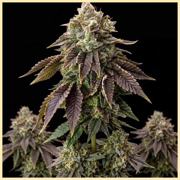 Biscotti Autoflower Seeds featured image