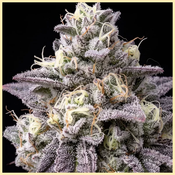 Biscotti Feminized Seeds additional image 1