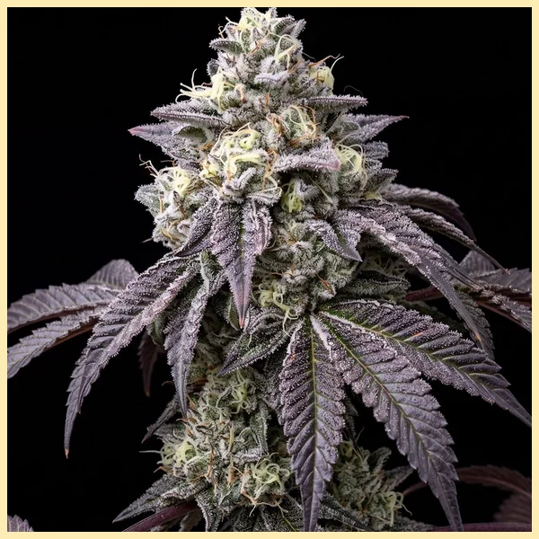 Biscotti Feminized Seeds featured image