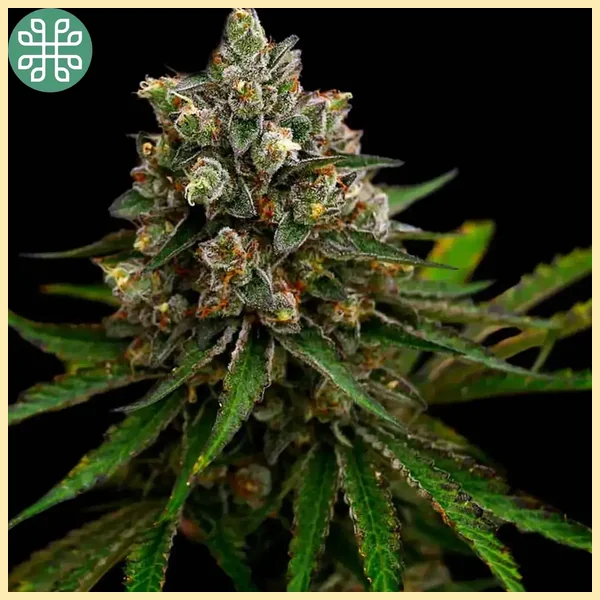 Biscotti Bliss Feminized Seeds featured image