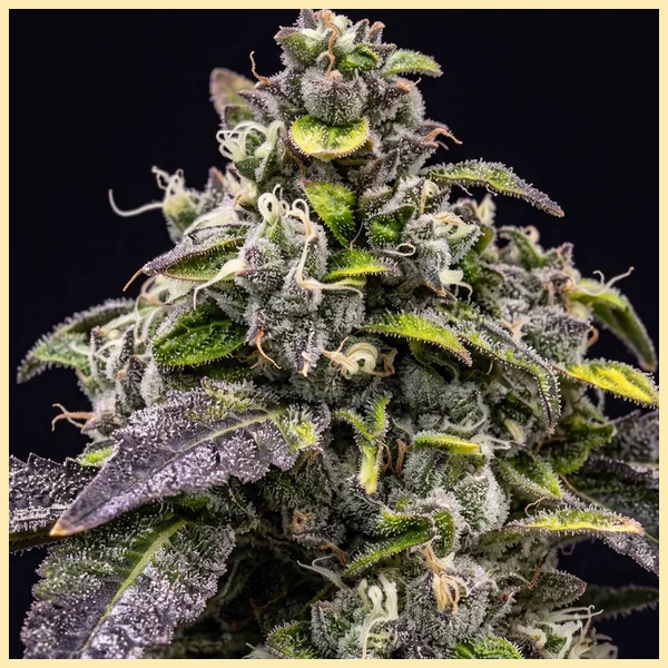 Black Diamond Feminized Seeds additional image 1