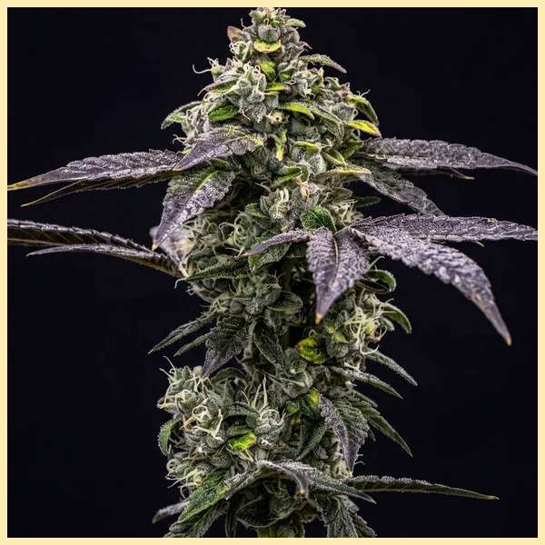 Black Diamond Feminized Seeds featured image