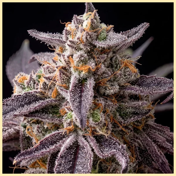 Black Frost Feminized Seeds additional image 1