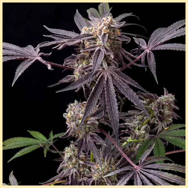 Black Frost Feminized Seeds featured image