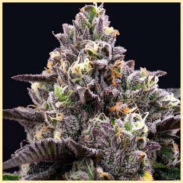 Black Runtz Feminized Seeds additional image 1
