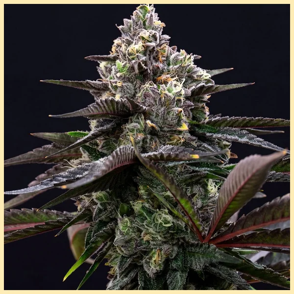 Black Runtz Feminized Seeds featured image