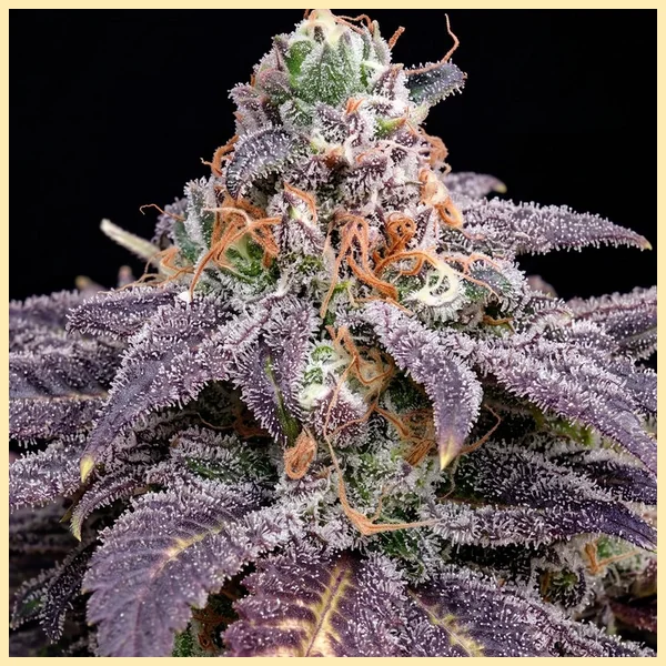 Black Widow Feminized Seeds additional image 1