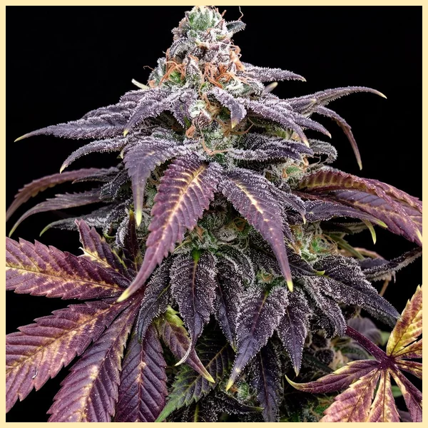 Hero Mix Pack Weed Seeds additional image 3
