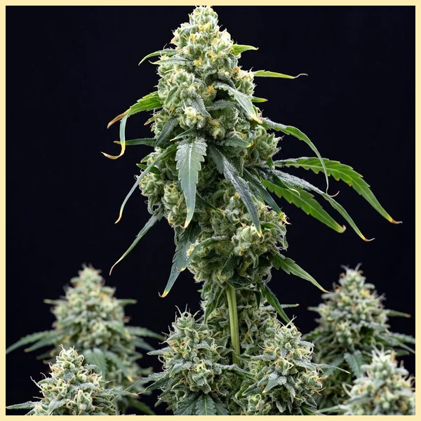 Blue Amnesia Autoflower Seeds featured image