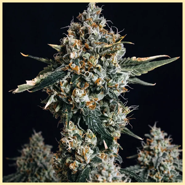 Blue Cheese Autoflower Seeds featured image