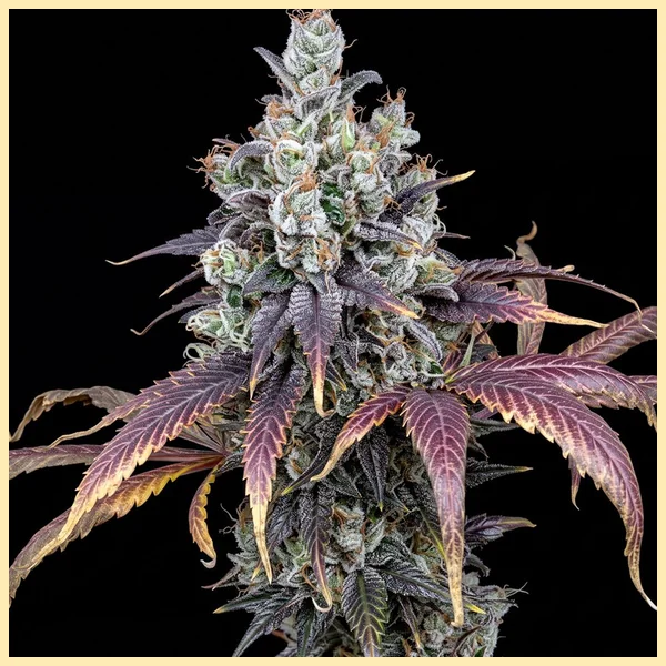 Blue Weed Mix Pack Seeds additional image 1