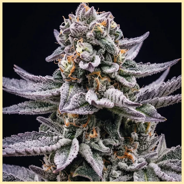 Blue Cookies Feminized Seeds additional image 1