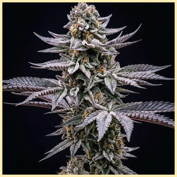 Blue Cookies Feminized Seeds featured image