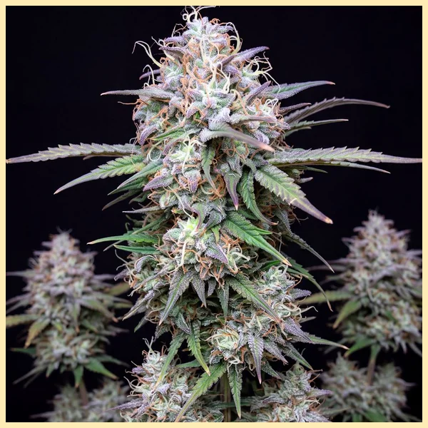 Blue Dream Autoflower Seeds featured image