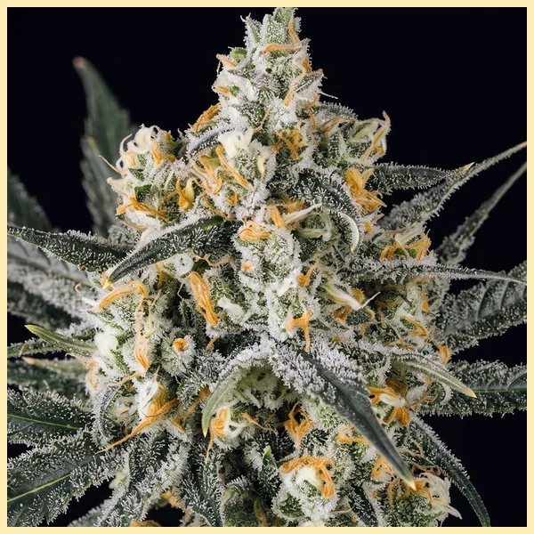 Blue Dream Feminized Seeds additional image 1