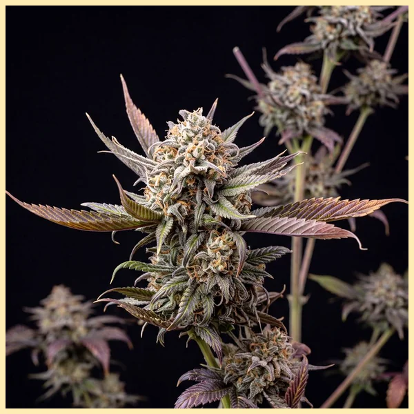 Blue Weed Mix Pack Seeds additional image 2