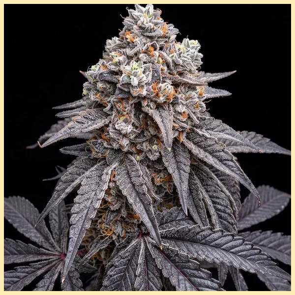 Blue Lobster Feminized Seeds featured image