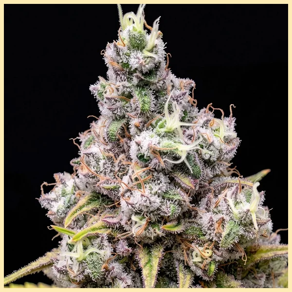 Blue Widow Feminized Seeds additional image 1