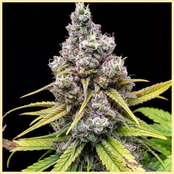 Blue Widow Feminized Seeds featured image