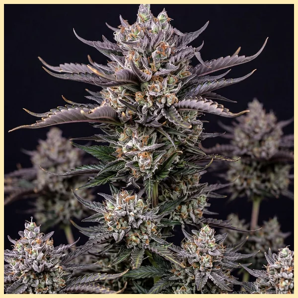 Blueberry Autoflower Seeds featured image