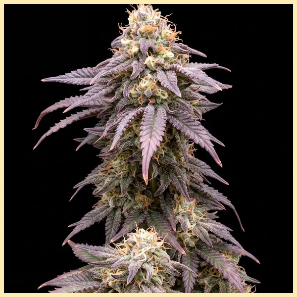Blueberry CBD Feminized Seeds featured image