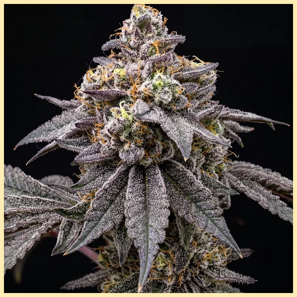 Blueberry Feminized Seeds featured image