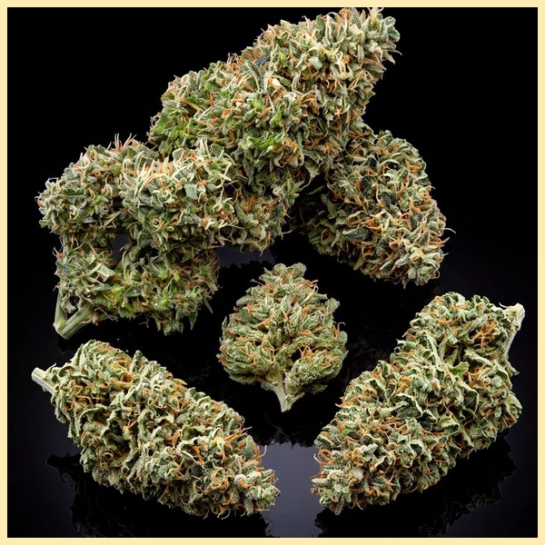 Blueberry x Big Bud Autoflower Seeds additional image 2