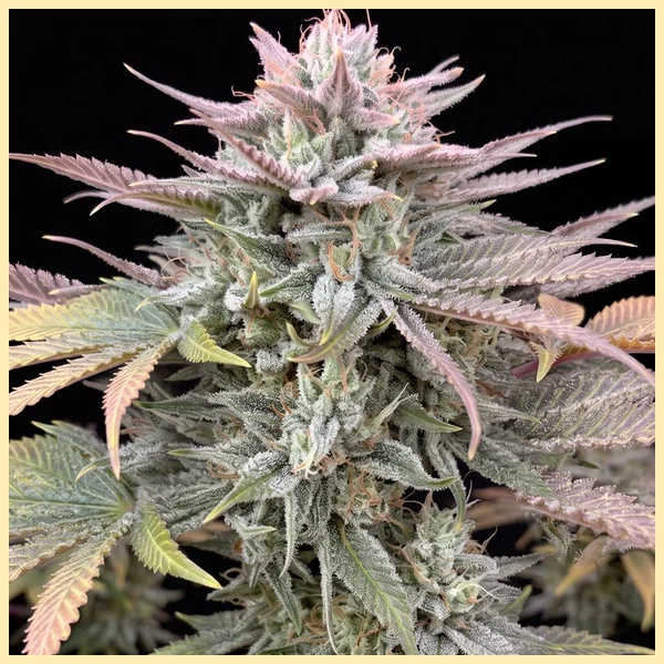 Blueberry x Big Bud Autoflower Seeds additional image 1
