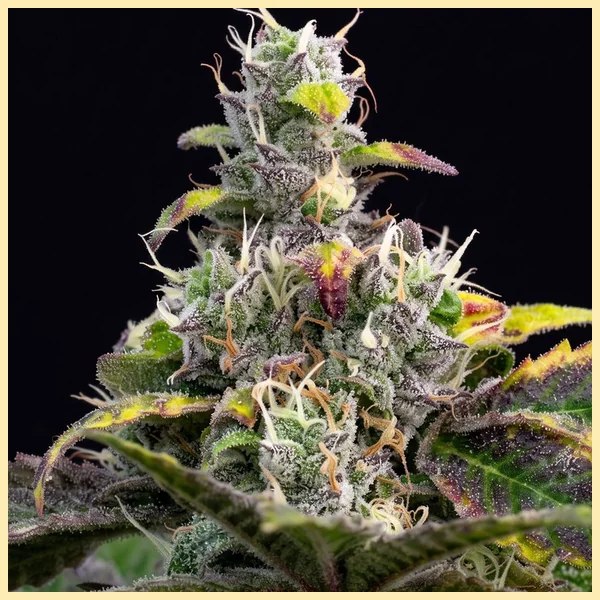 Blueberry x Big Devil Autoflower Seeds additional image 1