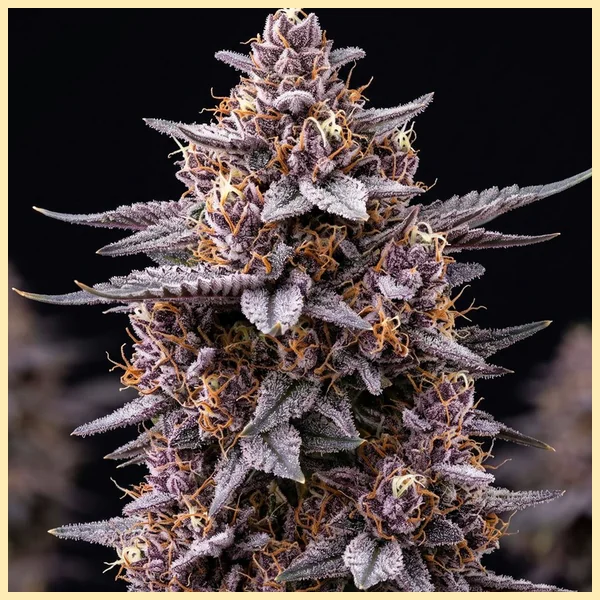 Blueberry x Jack Herer Autoflower Seeds additional image 1