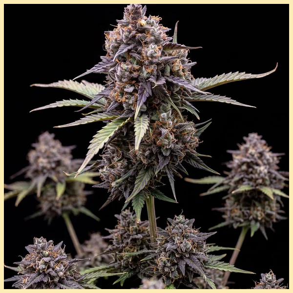 Blueberry x Jack Herer Autoflower Seeds featured image