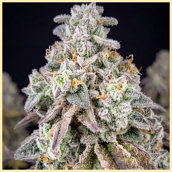 Blueberry x Lemon Haze Autoflower Seeds additional image 1