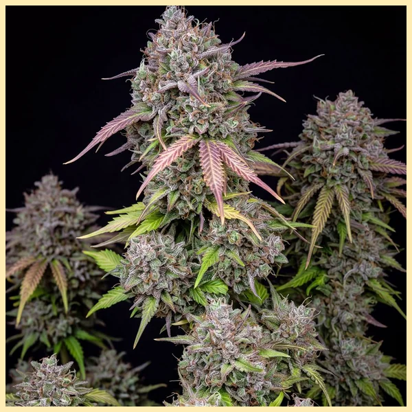Autoflower Super Mix Pack Seeds additional image 2