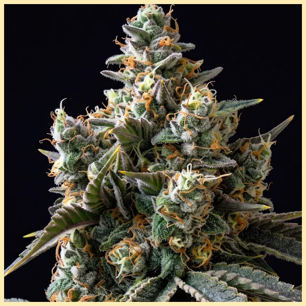 Bruce Banner Fast Version Feminized Seeds additional image 1