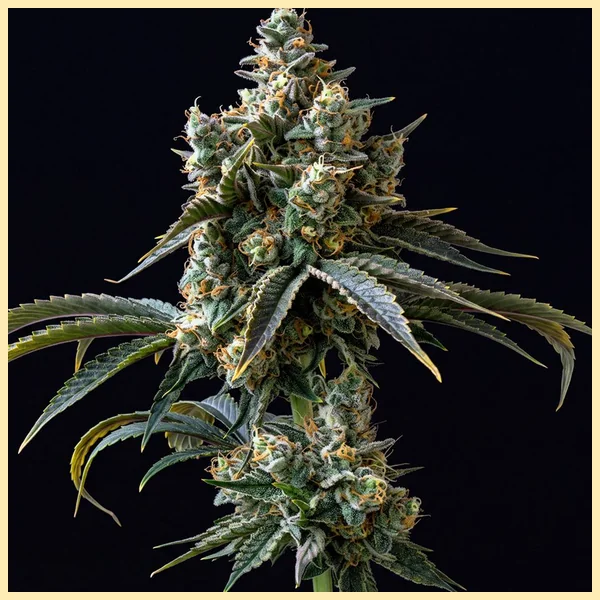 Bruce Banner Fast Version Feminized Seeds featured image