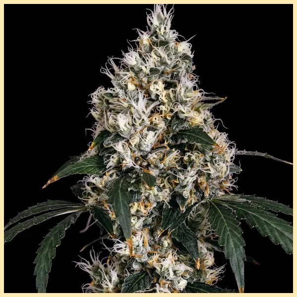 Bruce Banner Feminized Seeds featured image