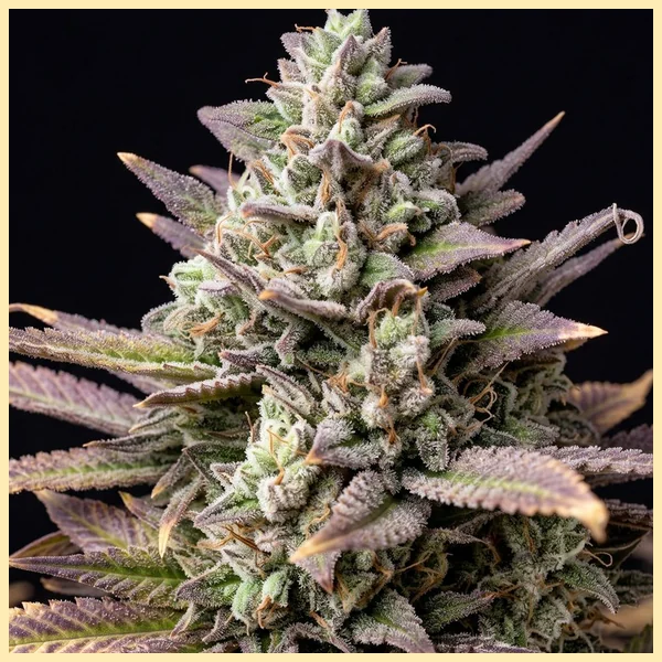 Bubba Kush Autoflower Seeds additional image 1