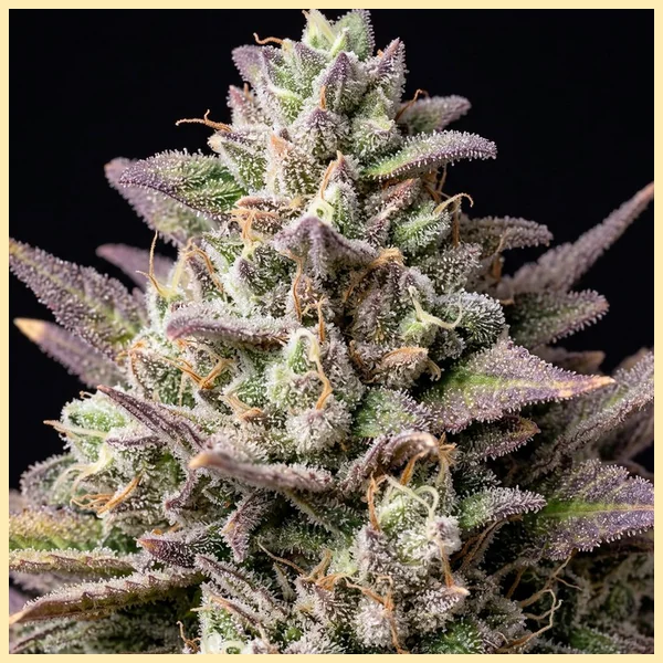 Bubba Kush Autoflower Seeds additional image 2