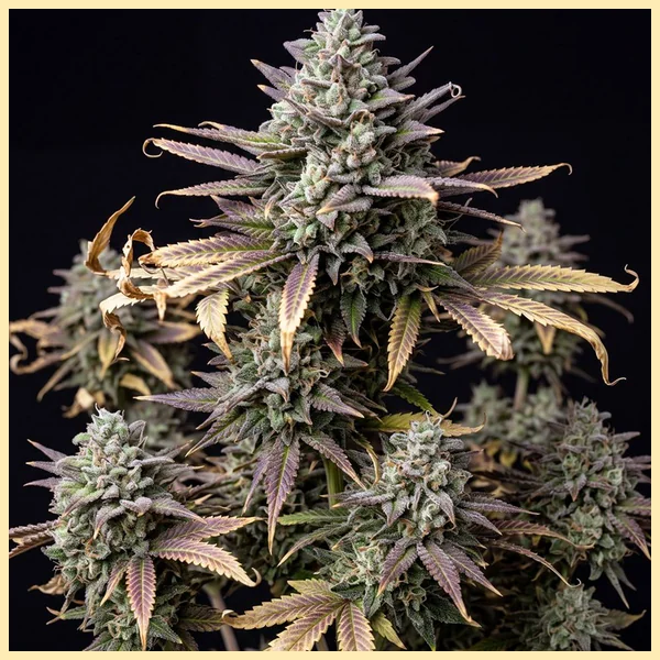 Bubba Kush Autoflower Seeds featured image