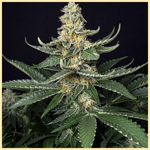 Kush Mix Pack Weed Seeds additional image 3