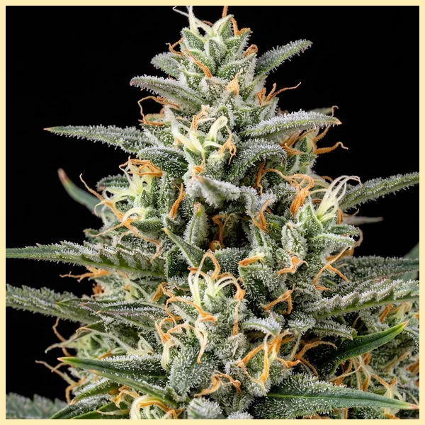 Bubble Gum Shoe Feminized Seeds additional image 1