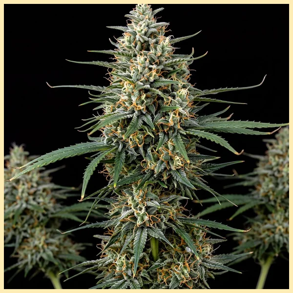 Bubble Gum Shoe Feminized Seeds featured image