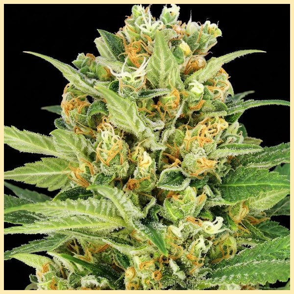 Bubblegum Autoflower Seeds additional image 1