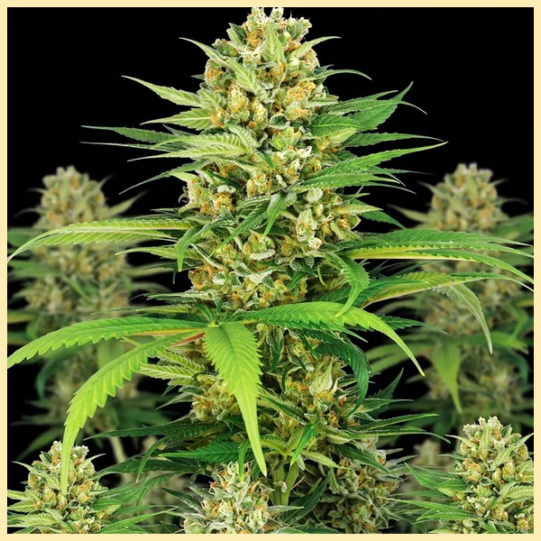 Autoflower 2.0 Mix Pack Seeds additional image 1