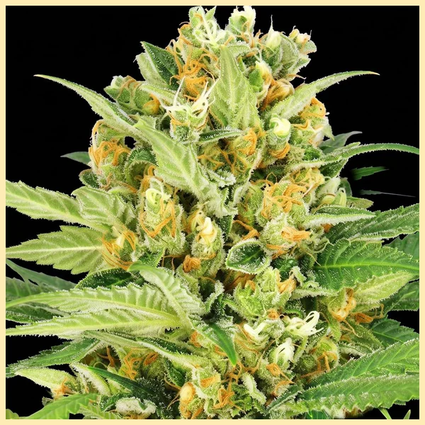 Bubblegum Feminized Seeds additional image 1