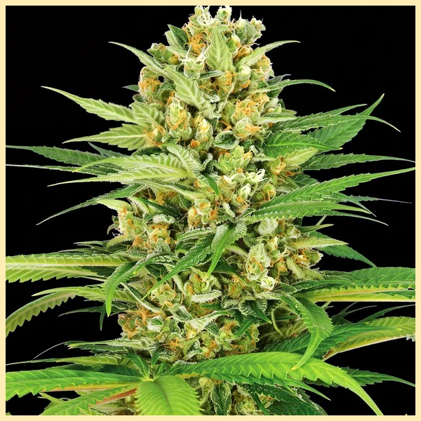Beginner Mix Pack Weed Seeds additional image 2