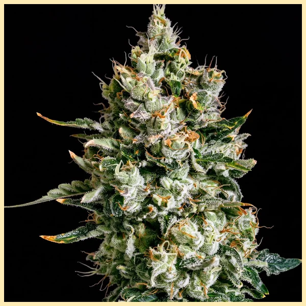 Premium Mix Pack Weed Seeds additional image 1